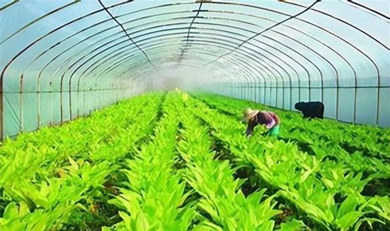 农业种植技术