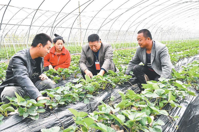现代农业技术咨询：让种植变得更聪明