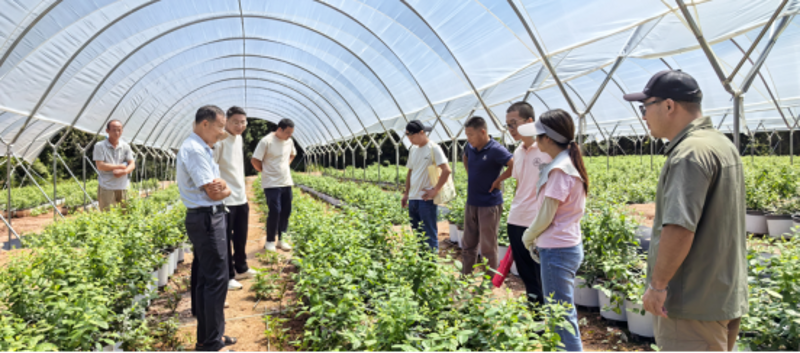 现代农业技术服务助农增收新路径